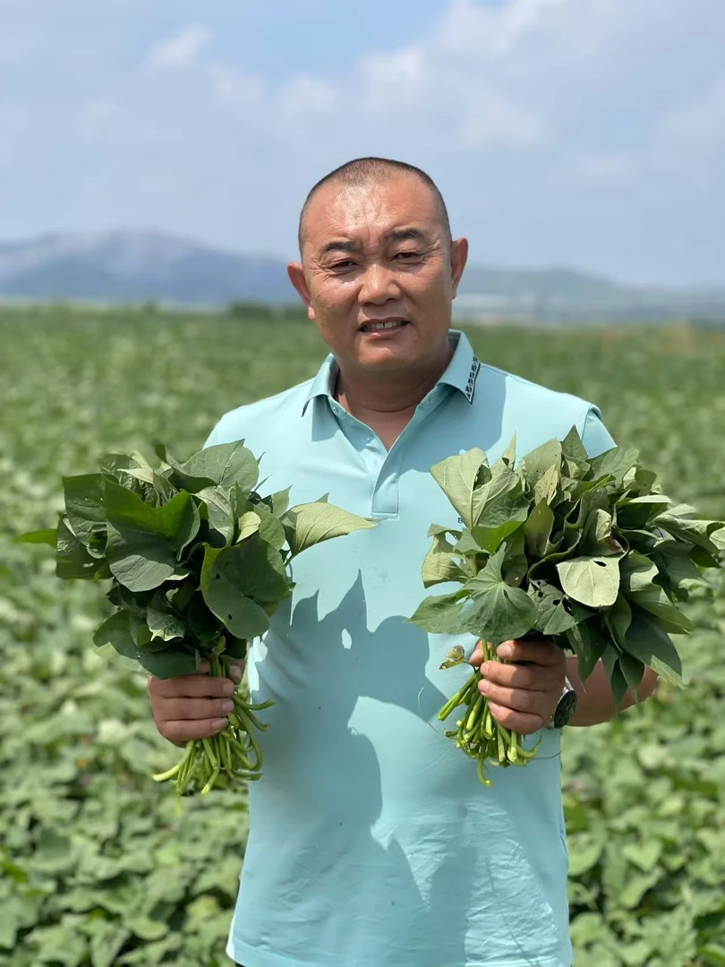 【东里有机果蔬店】4斤新鲜食用红薯叶农家自种现摘现发