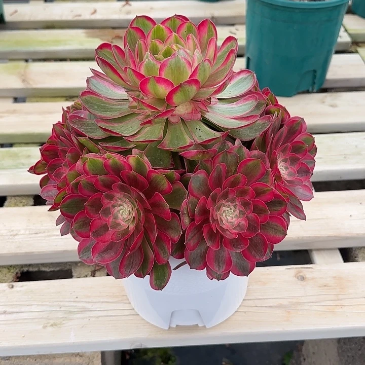 法师多肉植物孔雀翎