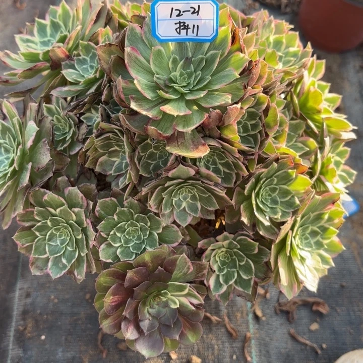 水蜜桃多肉法师不包损11