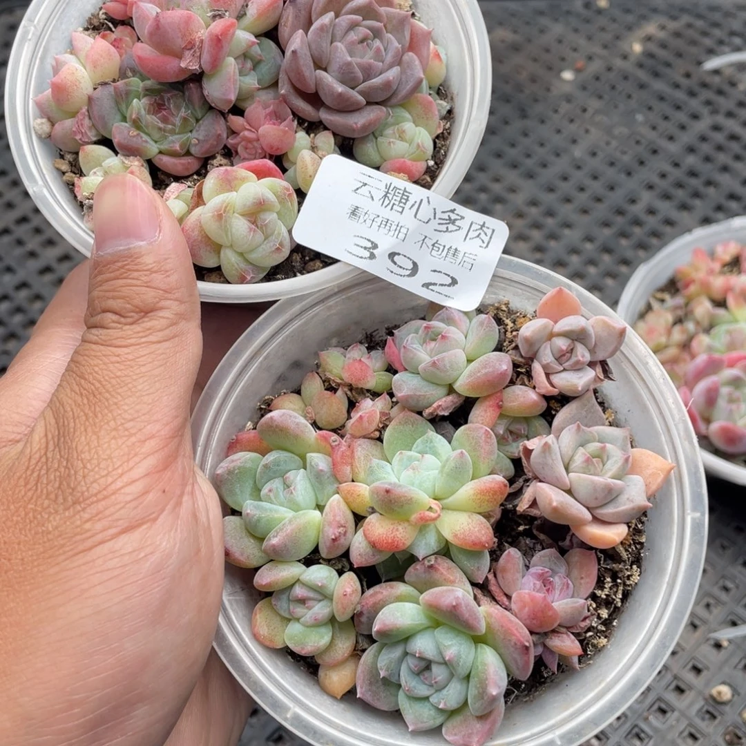 云糖心多肉植物392