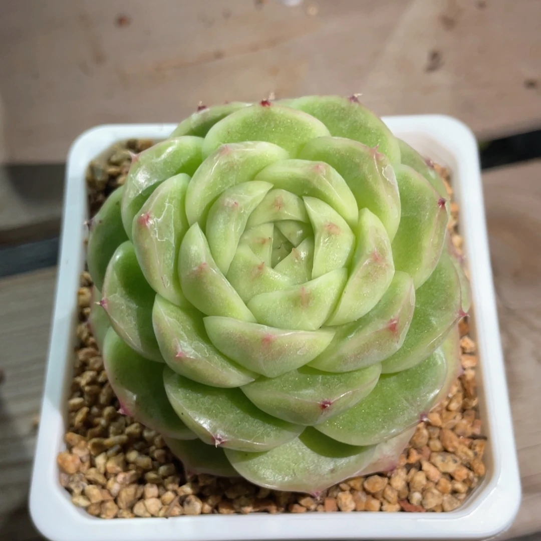 优选麦杆福利1027