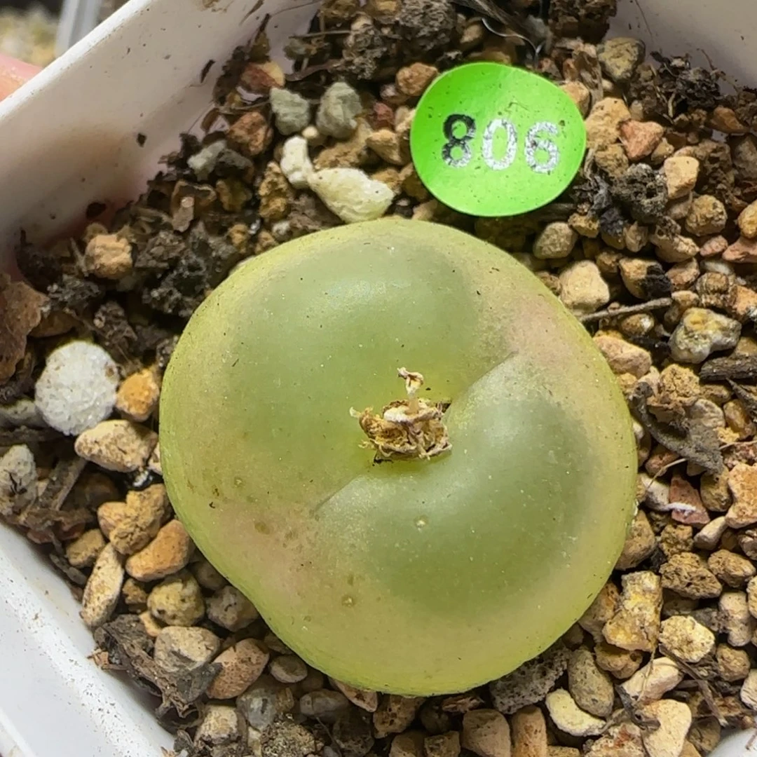 拉登2.5+瑕疵多肉植物908