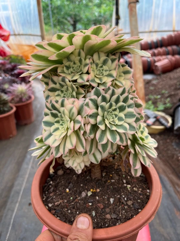 控养迈巴赫捧花10个头起发量拍，阳台必养法师精品