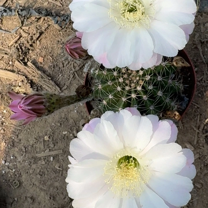 311彩草根掰花脱土发货斑，20包邮
