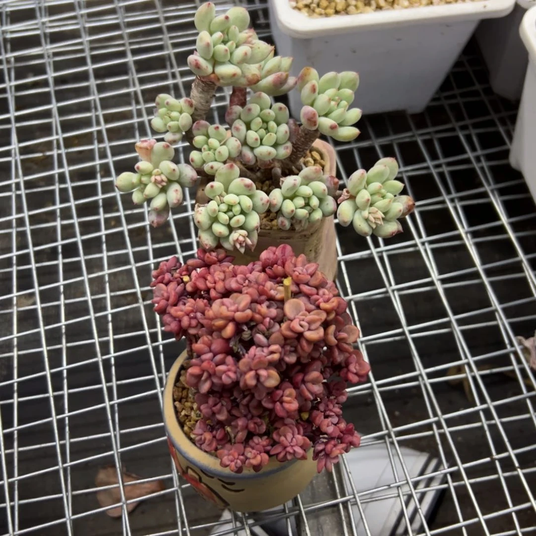 N****d明珠38 零零多肉植物