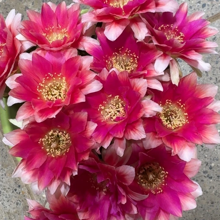203丽花水花歪3公分左右无根侧牙，20包邮