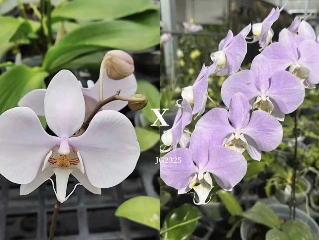 蝴蝶兰【泗水阿嬷交桑德】4寸无花无剑