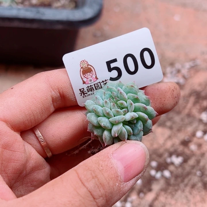 月***凉多肉植物多肉植物