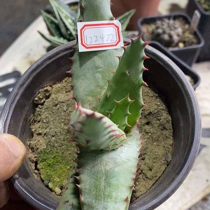 完美主义者勿拍好望角122422