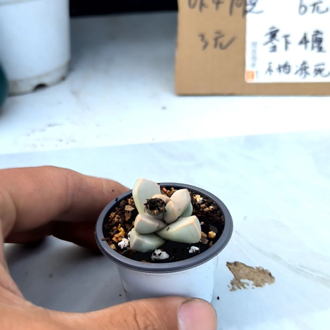 满6元包邮，魔玉小小小