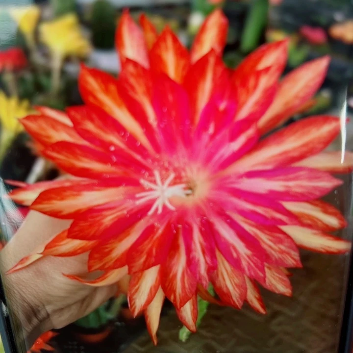 2令箭金属无根叶片10公分左右20包邮