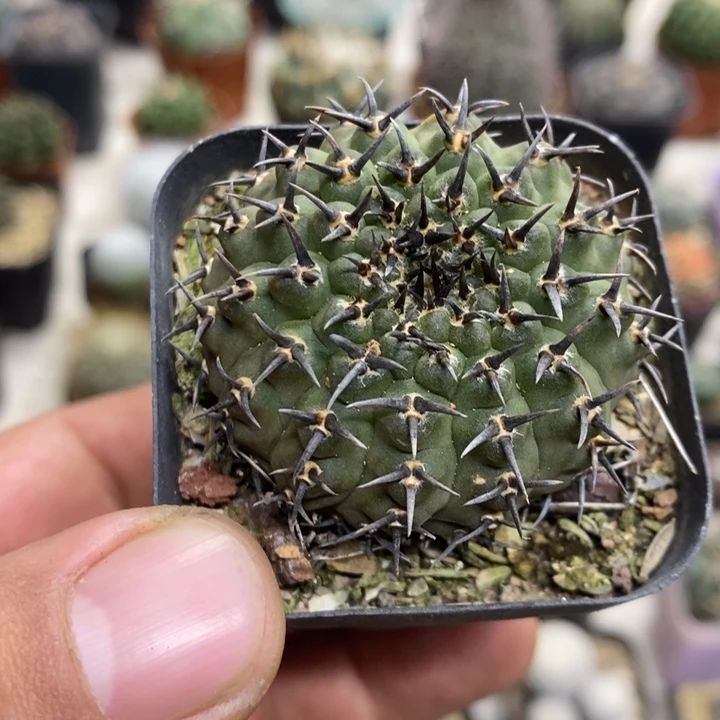 实生黑刺凤头特价2