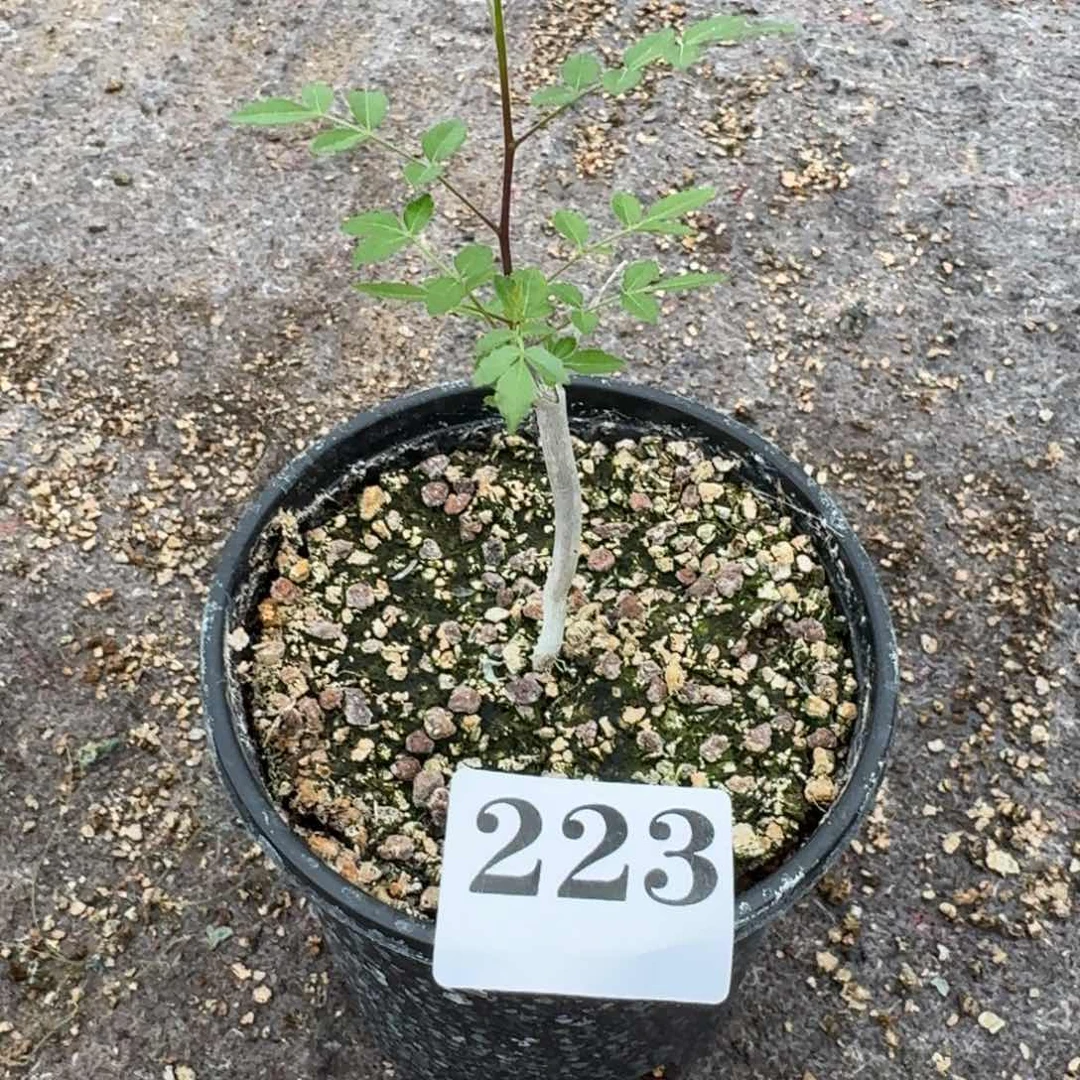 实生汉巴提橄榄一物一拍多肉植物