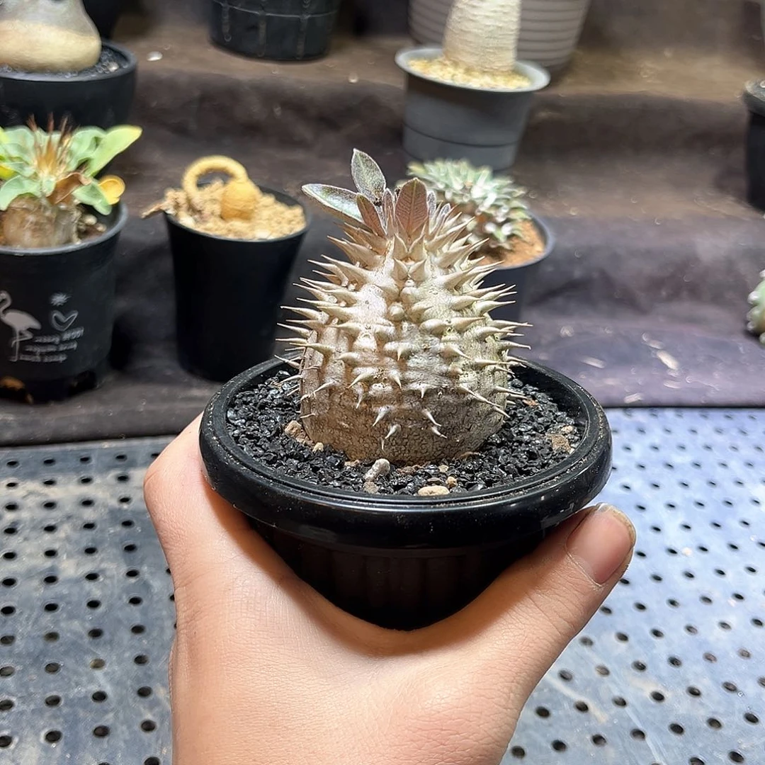 大****?11111111111111111111111