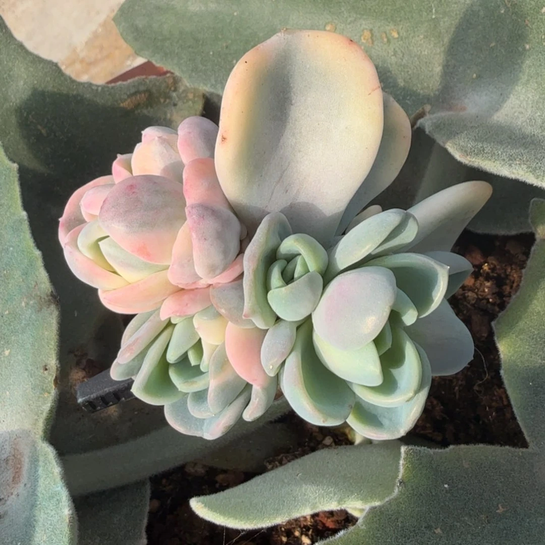 美尻锦腹轮锦底座群