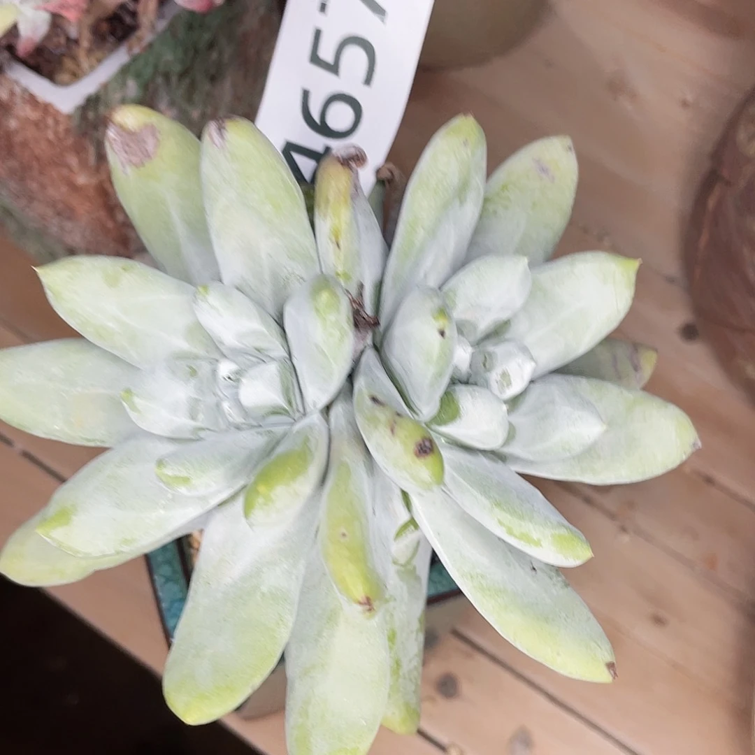 咖*?拇指老庄多头5658