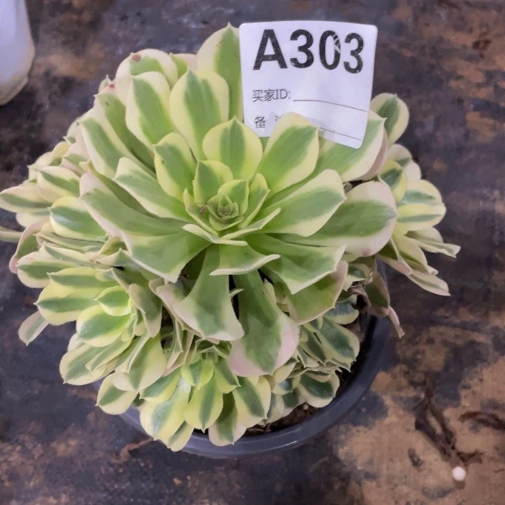 303白凤111111多肉