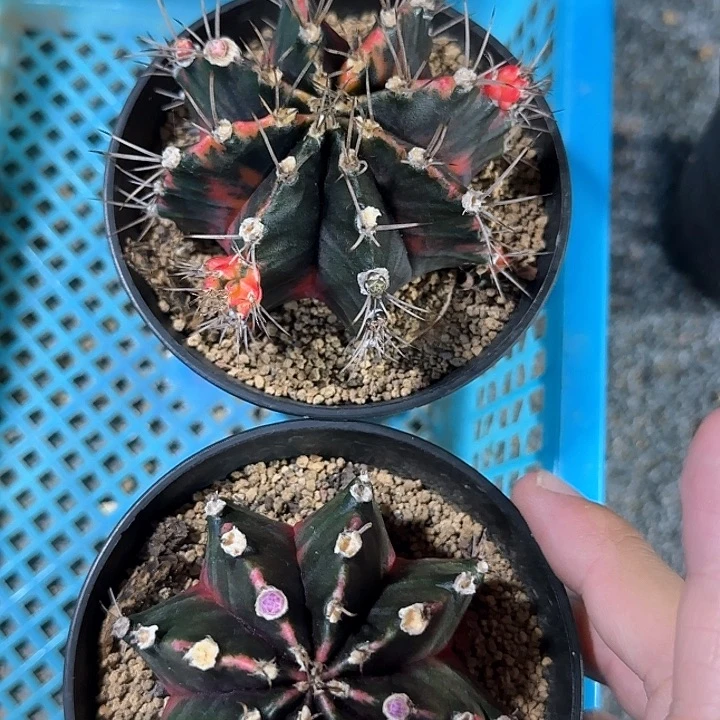 完全开放好好好好好好好好好好好好好