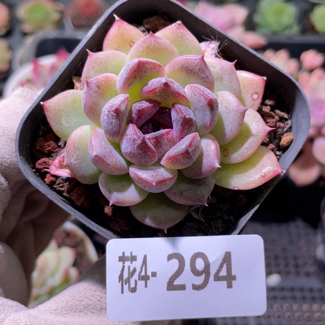 花利美 4-294黑玫瑰女王