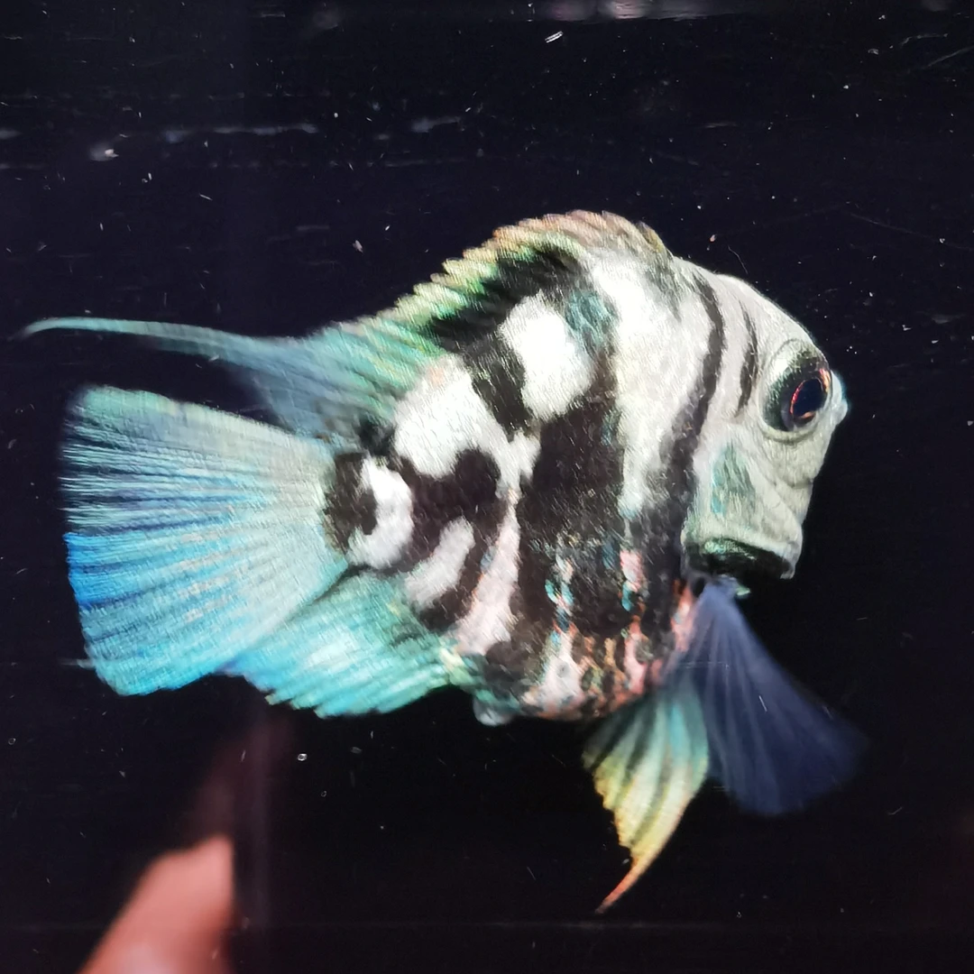 桃心缩尾迷你鹦鹉宝蓝1条