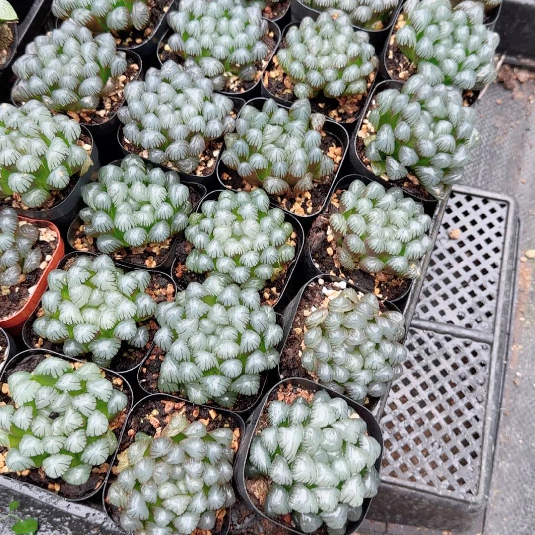 潘氏冰灯玉露多肉植物一颗