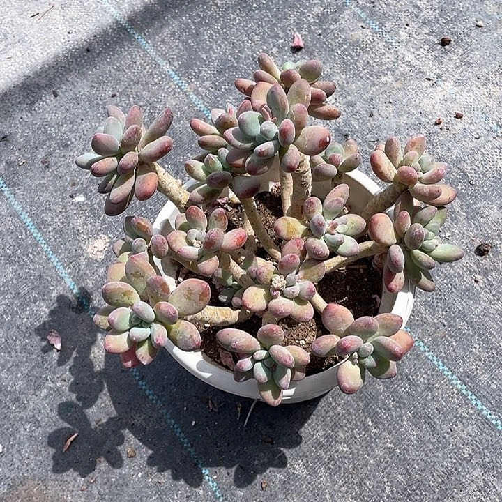 咖***糖苹果奶酪整群带盆发货