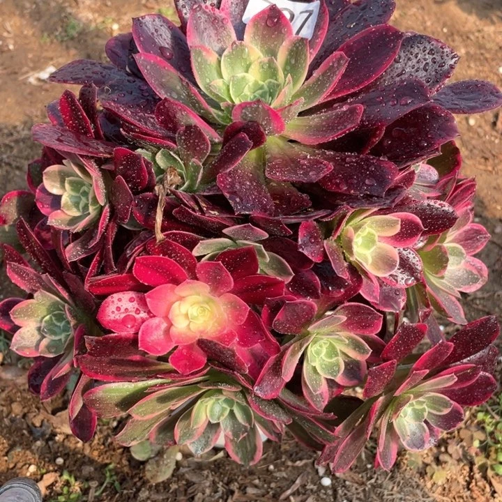 797多肉植物金丝雀