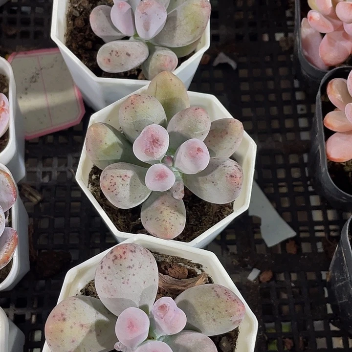 米可奶带哦土发货