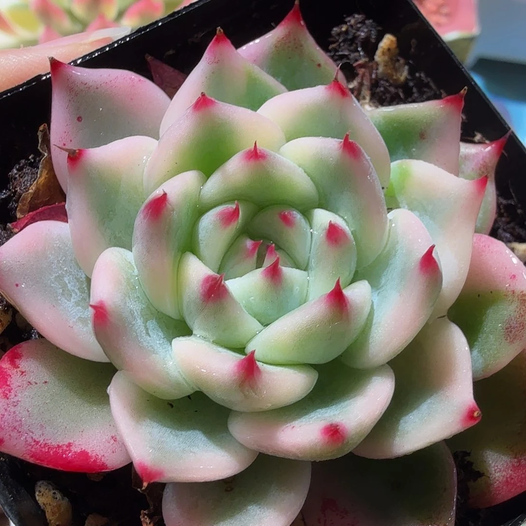 吉娃娃锦，多肉植物