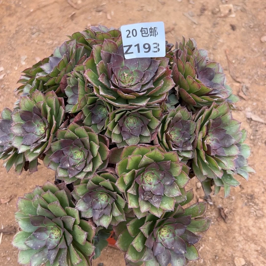 19红魔，满20包邮嘟叮熊