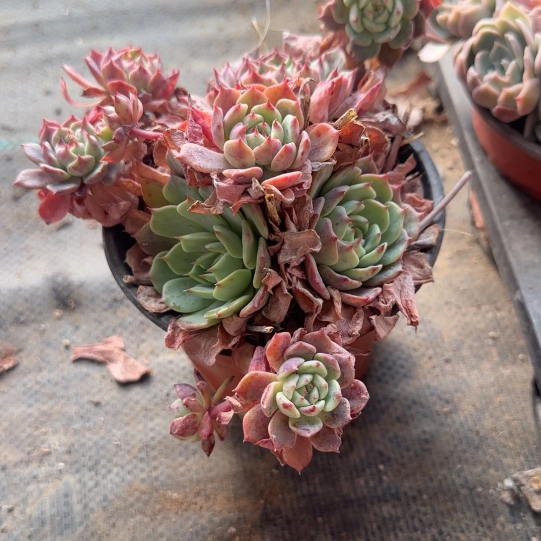 无花朵120橙姬莲群