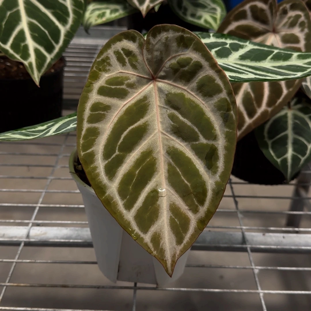 不开花植物银红红杂女团