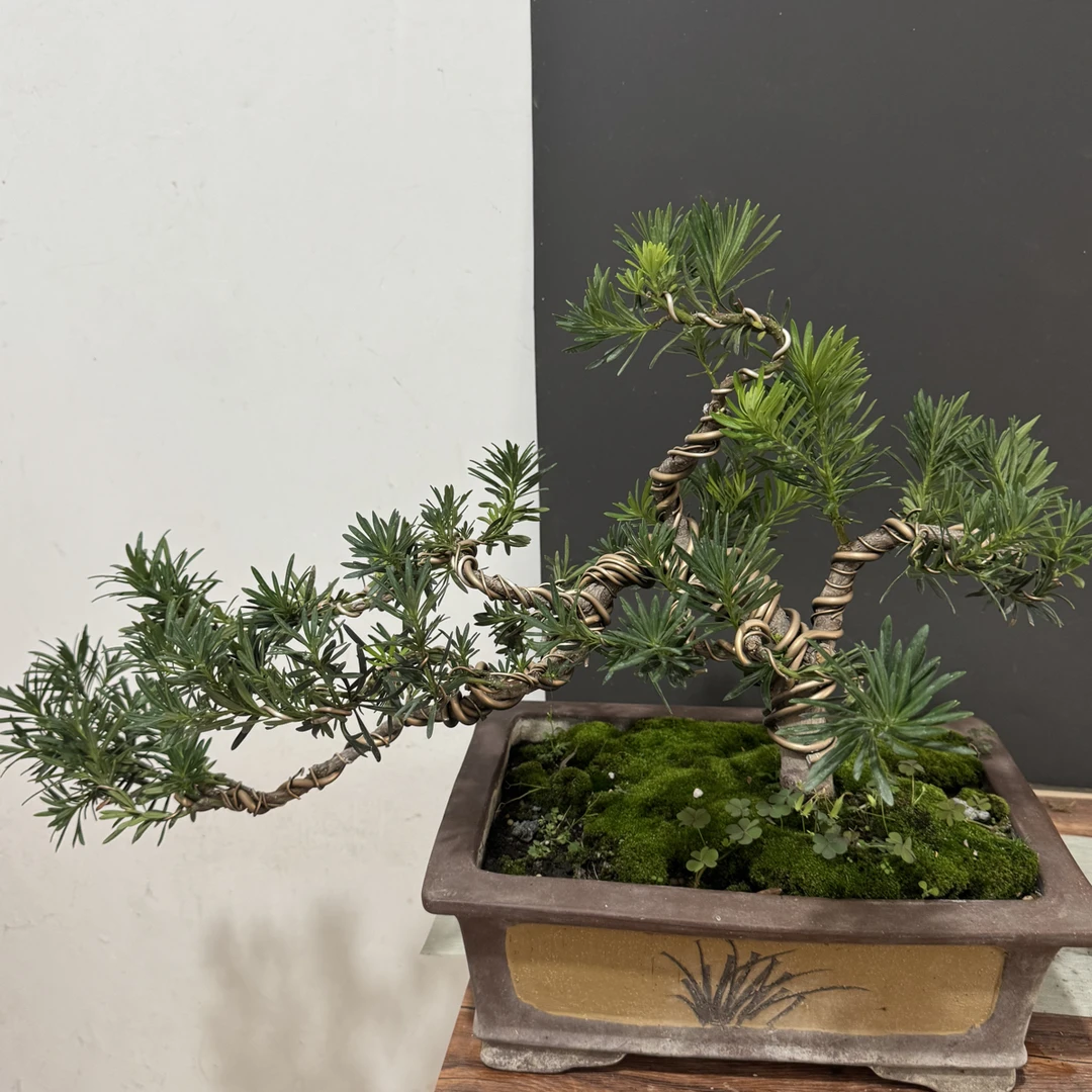 一物一拍罗汉松庭院造型树园林大型绿化造景树高端名贵绿植迎客松