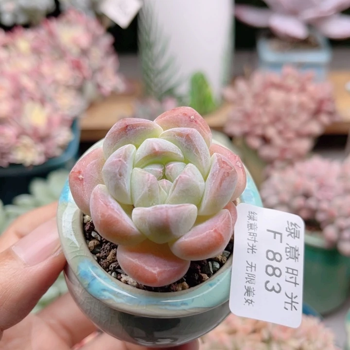 883 冰玉 带陶瓷盆发货 满28包邮