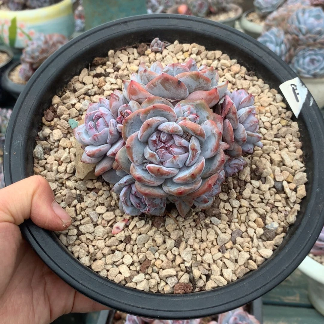 无花朵哈哈哈哈哈哈哈哈哈哈哈