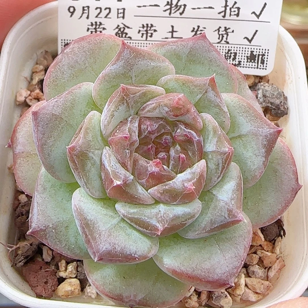 多肉0922--311冰魄