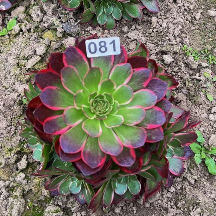 081多肉植物法师