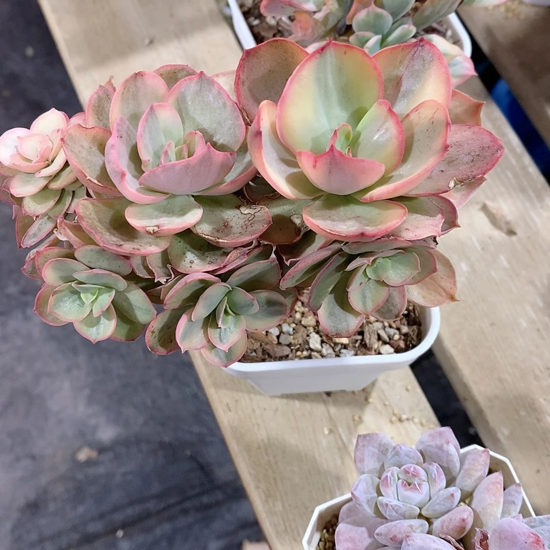 秀妍锦多肉植物老桩