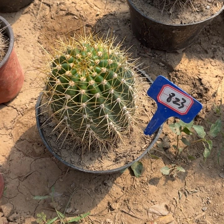 心*823。毛花柱103。
