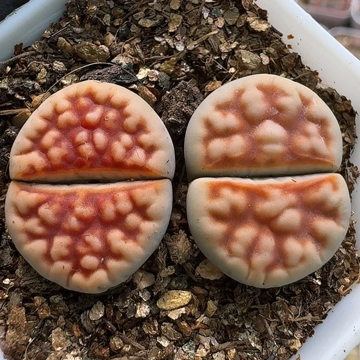 生石花111211。  239