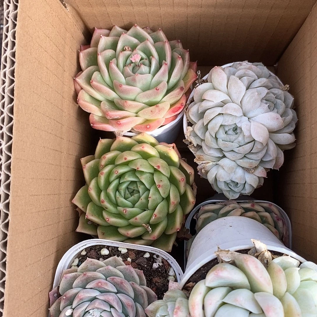 满盆 带多头6个 9.9包邮 5116