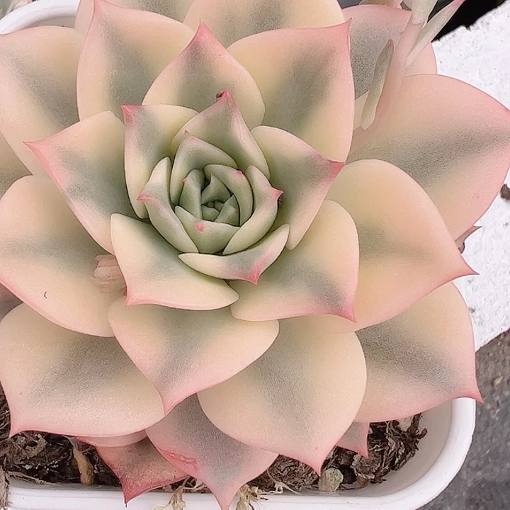 阿*多肉植物多肉植物