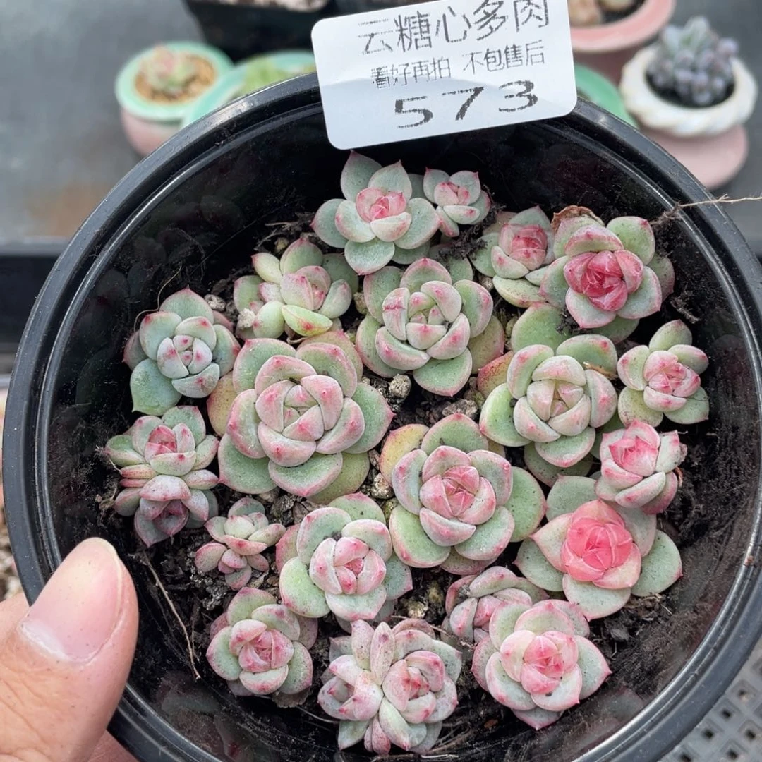云糖心多肉植物573