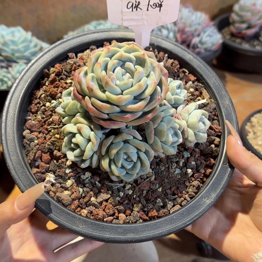 我**稣冰玉裙生多头手捧80