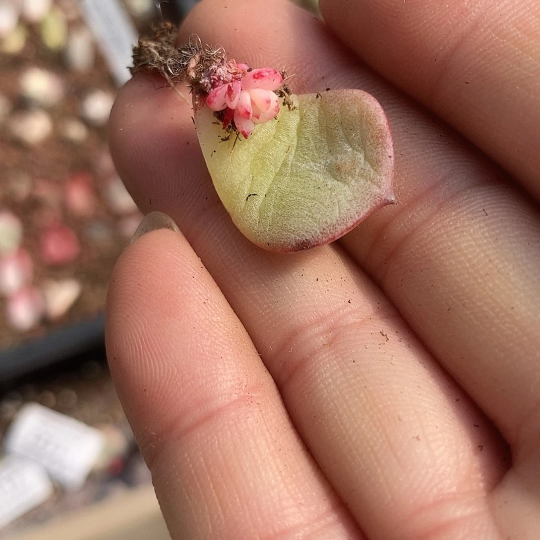 一*哥1147三文鱼锦多肉植物哇啦塞