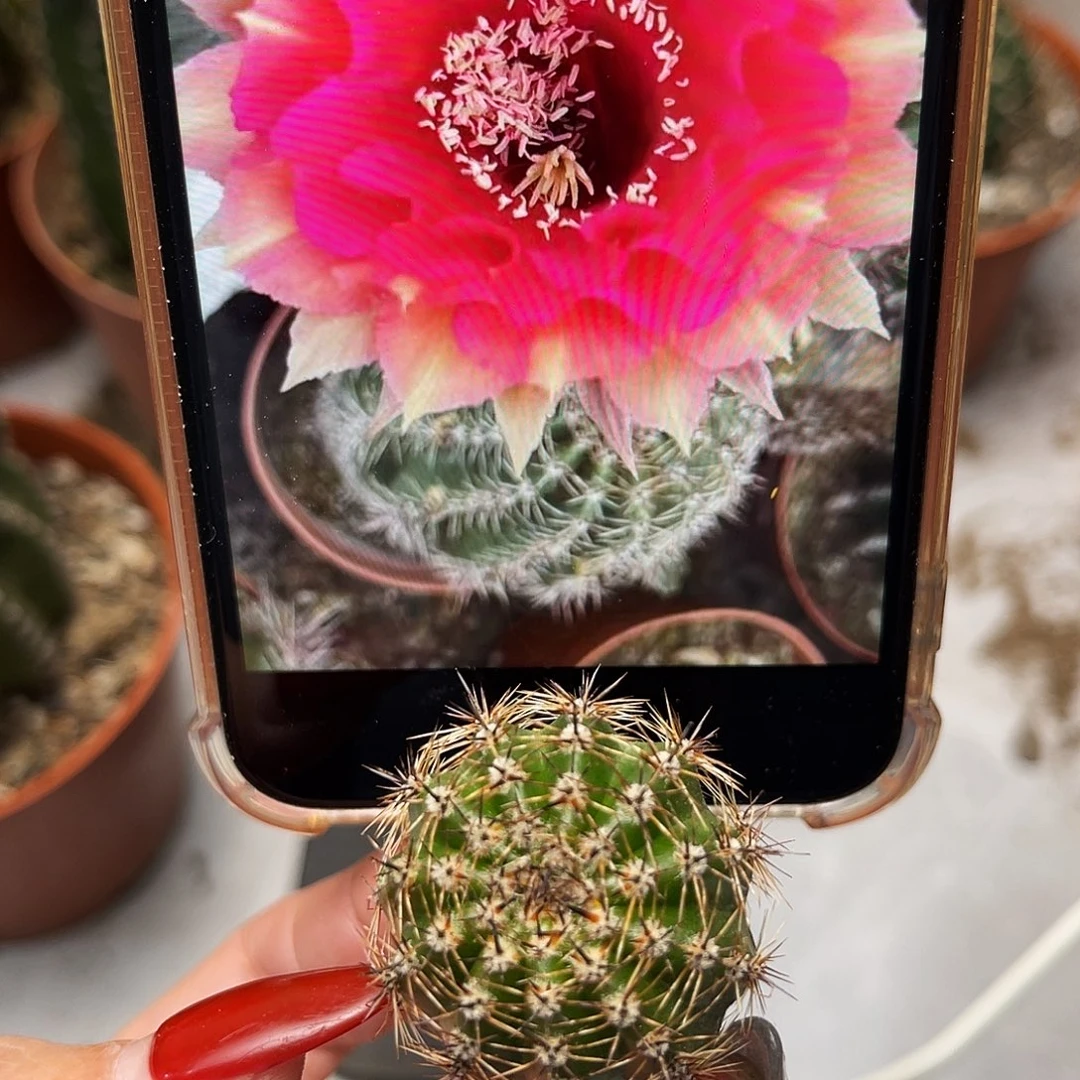 彩草99号测芽2.5公分左右