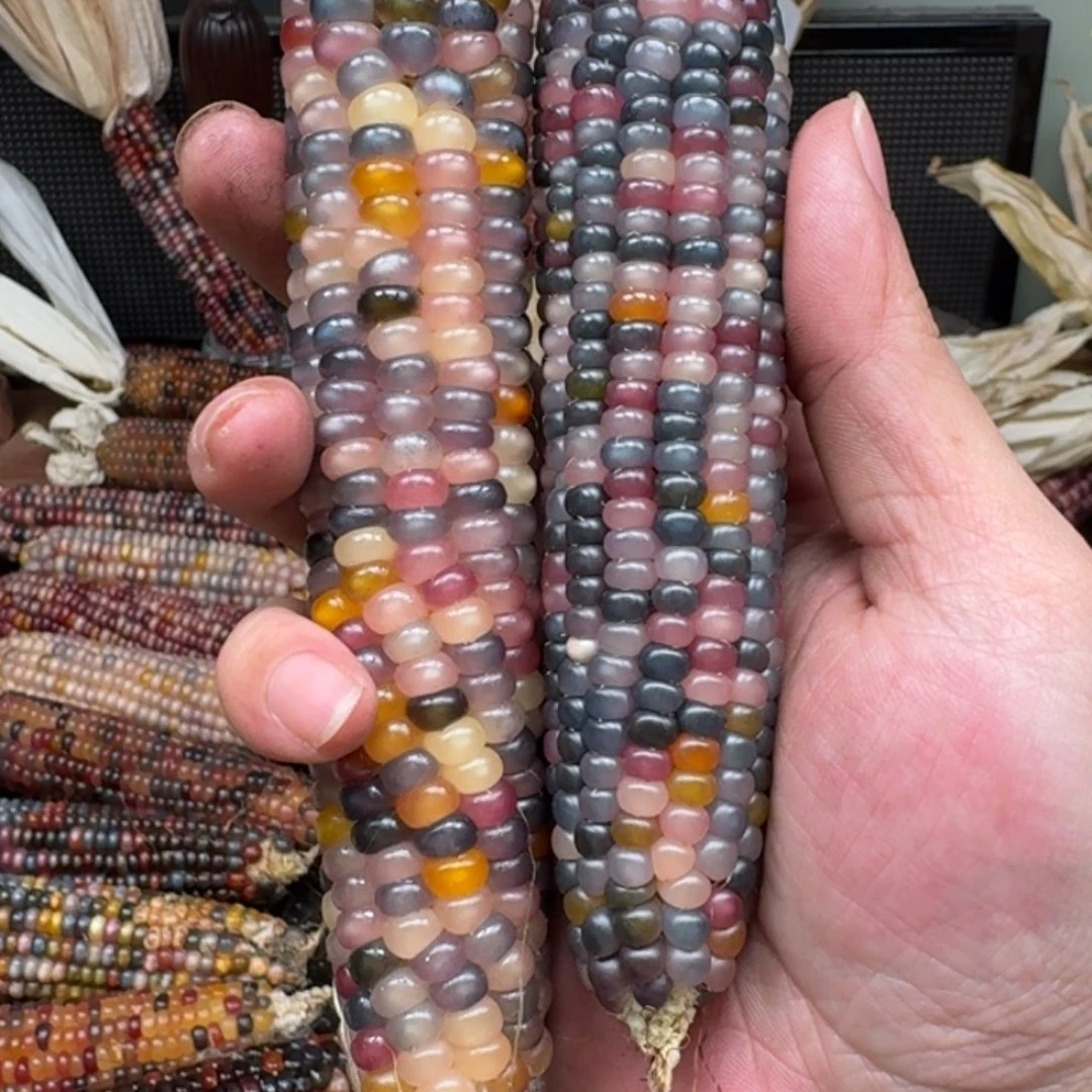 柏香籽/百香籽吊坠G*