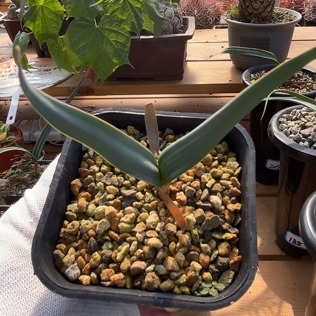 汤圆植物8百岁好看