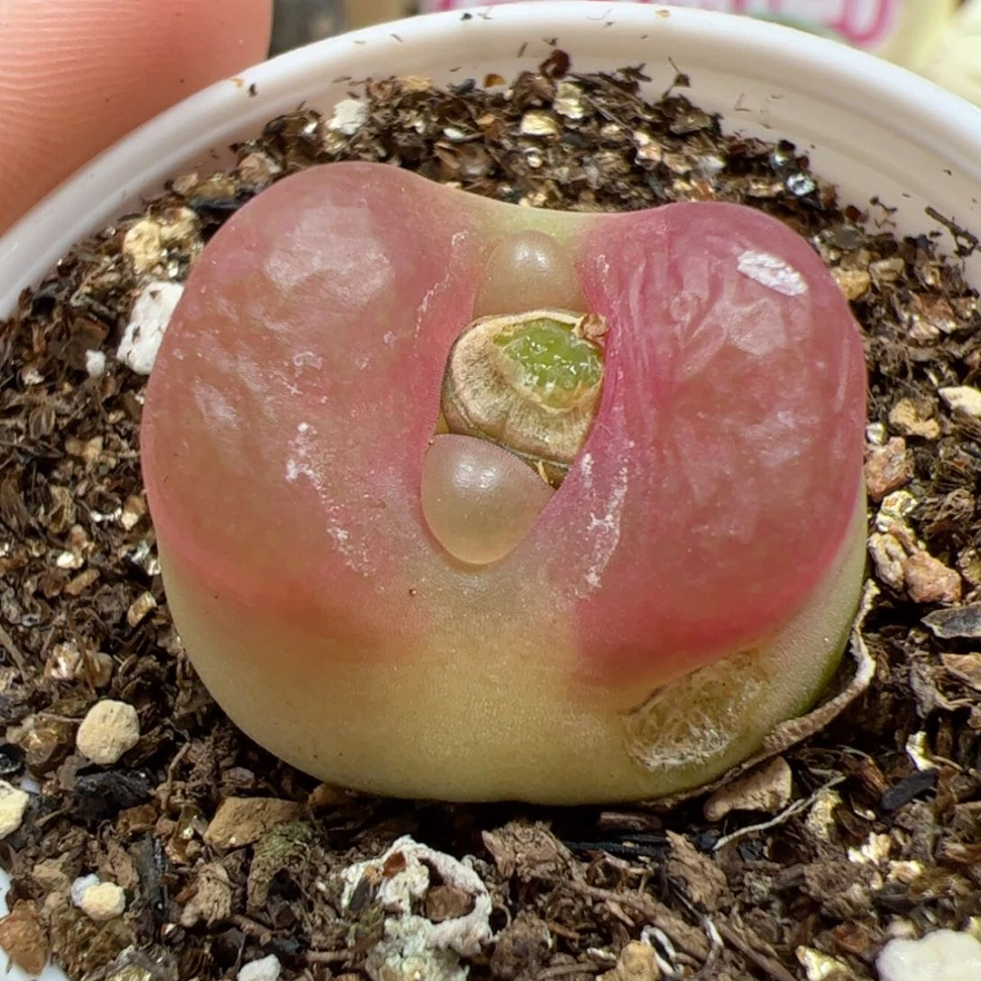 【闪购商品】269 福利