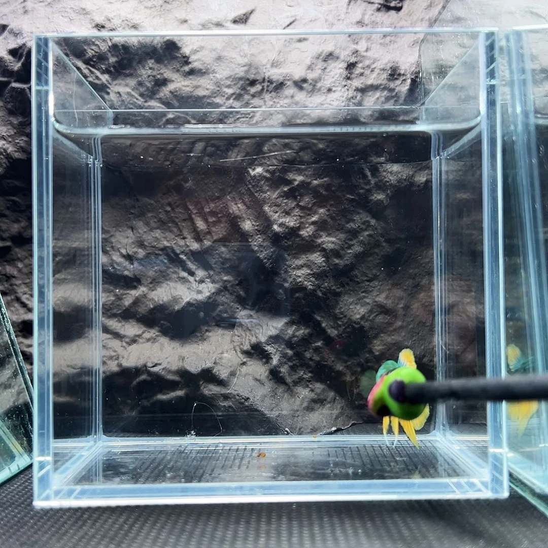 斗鱼精品精品精品精品精品精品